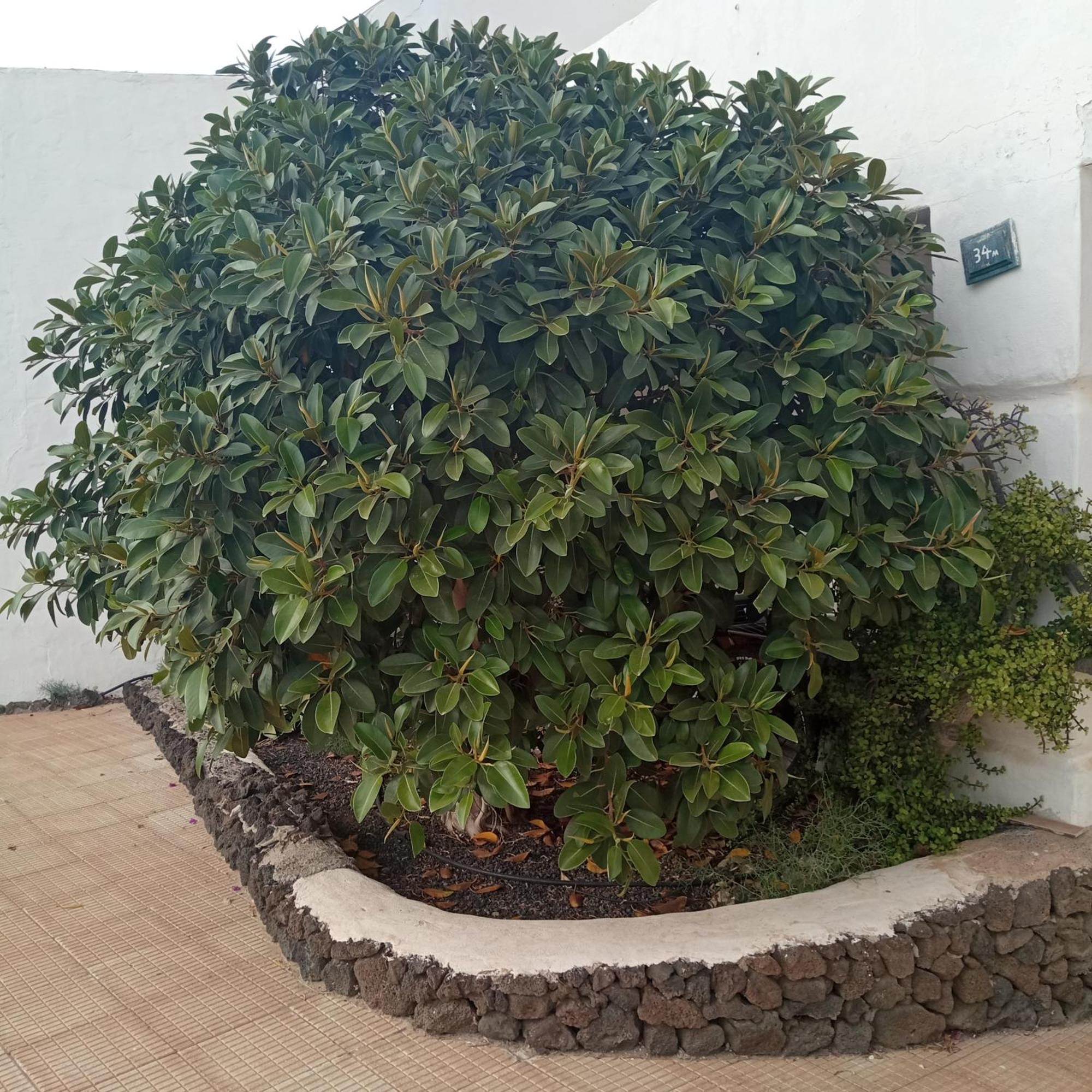 Betancuría Aguas Verdes מראה חיצוני תמונה